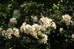 Wild apple blossom