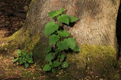 The stinging nettle is vital for caterpillars of butterflies such as the small Tortoiseshell