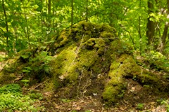 Moss covered tree stump