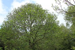 The ash trees may not be here much longer