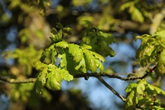 Oak leaves