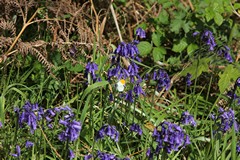 Orange tip feeding on bluebells