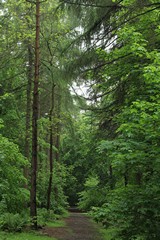 Emerald green leaves