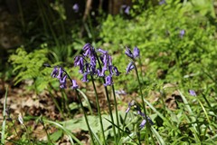 Bluebells