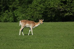 Fallow deer