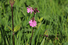 Red campion