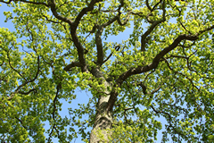 An oak bursting into leaf