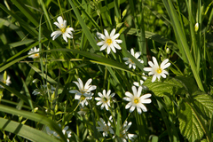 White flower