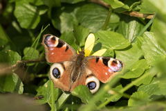 Peacock butterfly fresh out of hibernation