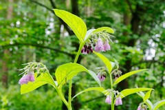 269 Deadly nightshade. There are enough toxins in one leaf or a couple of berries to kill a man