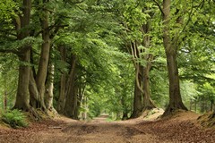 Beech Avenue in early Summer