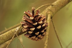 Fir cone