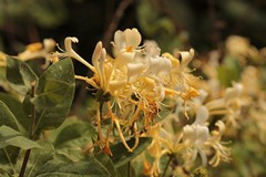 Honeysuckle