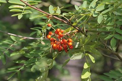 Berries on mountain ash