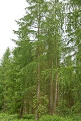 Larch