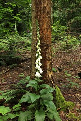 Foxglove