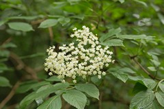 Elderflower