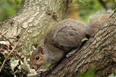 Grey squirrel at its drey