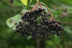 Elderberries