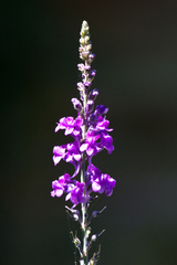 Purple toadflax