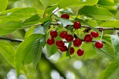 Life is a bowl of cherries