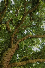 Looking up into the canopy