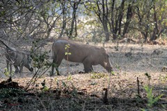 These warthogs are on their knees eating fallen fruit