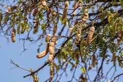 Tamarind fruit