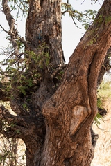 Gnarled bark of the Tamarind. This tree is home to a red-headed agama lizard