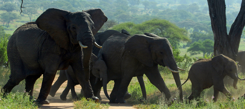 Elephants in Tarangire