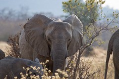 The mother elephant keeps a close eye on her baby