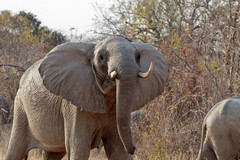 This elephant decided that we were close enough and started to try and intimidate us with her display