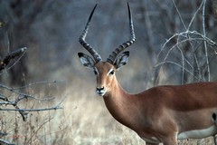 A beautiful impala buck catching the last rays of the afternoon sunshine