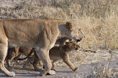 This cub was so proud to be out with his Mum