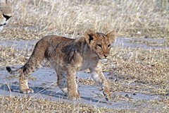 Lion cub out with Mum after being hidden away all day