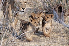 Lioness with three cubs