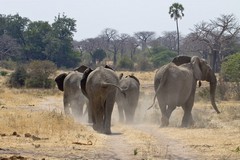 Elephant family on the move