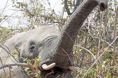 Elephant feeding very close to us