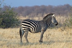 The zebra posed for his photo. The Swahili name is "punda milia" meaning stripey donkey