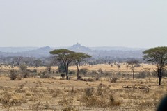 Dry grassy savannah