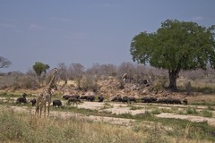 Giraffe and buffalos on the sand river
