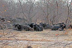 The Herd rest up in the combretrums during the afternoon