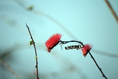 The bottle brush flower held lots of water at its base and was a favourite food of the browsers