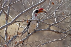 A male Von Der Decken's hornbill. They were generally seen in pairs as they mate for life