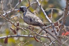 Namaqua Dove