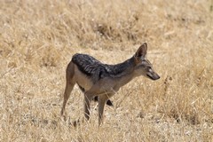 black-backed jackal