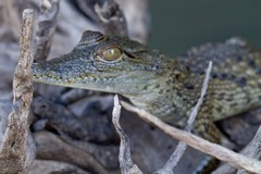 This baby crocodile was about six months old