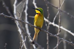 Little bee-eater resting