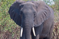 Close up of bull elephant fresh out of the river which he had crossed to look for palm nuts