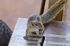 Ground squirrels were very tame and lived in Impala Camp in Selous